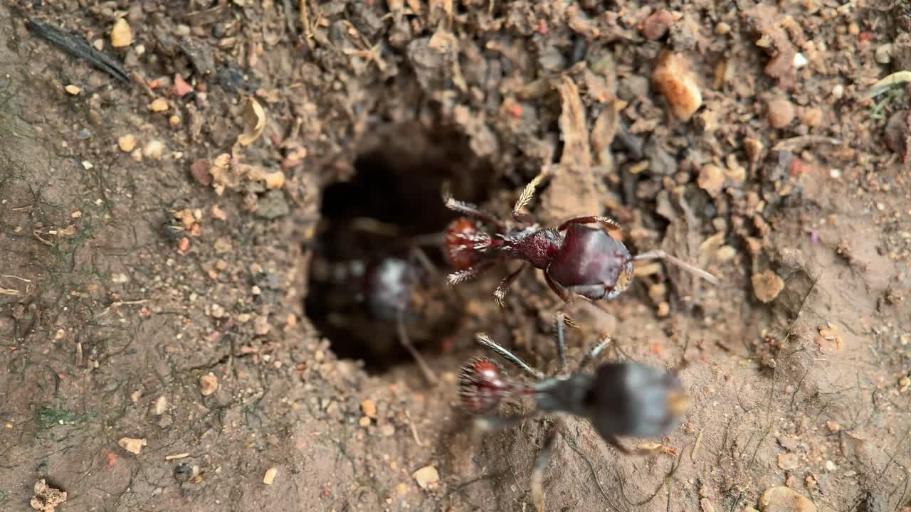 Formiche nere che scavano il loro formicaio, scatto macro.