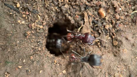 black ants digging their anthill, macro shot