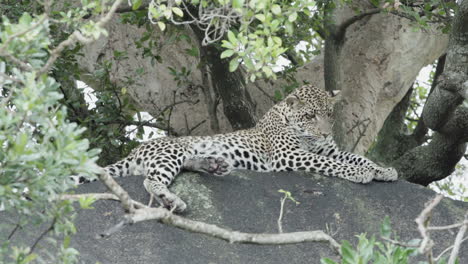 leopardo macho joven en una roca al lado de un árbol establecido