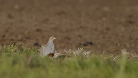 Primer-Plano-Perfecto-De-Pájaro-Perdiz-Gris-Caminando-Por-La-Carretera-Y-Pradera-De-Hierba-Alimentándose-Y-Escondiéndose