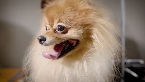 portrait of a red-haired dog with his tongue hanging out, the animal is at the hairdresser and looks around quickly breathing