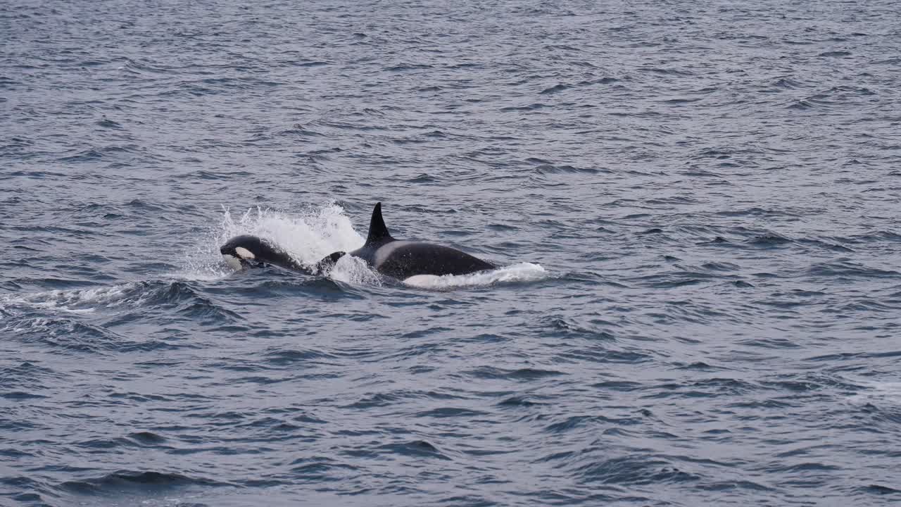 Orca and calf swimming together in the ocean, preparing for beaching in slow motion