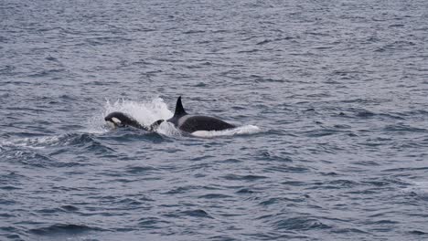 orca and calf swimming together in the ocean, preparing for beaching in slow motion