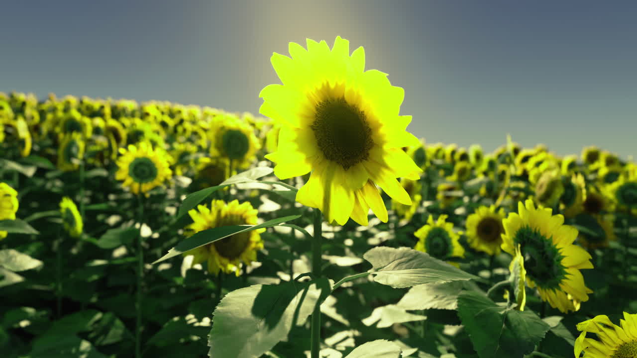 Sunflowers bloom in golden tranquility under a bright afternoon sky