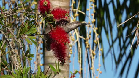 Little-wattlebird-bird-eats-nectar-from-bottlebrush-flowers-in-a-garden-in-Australia