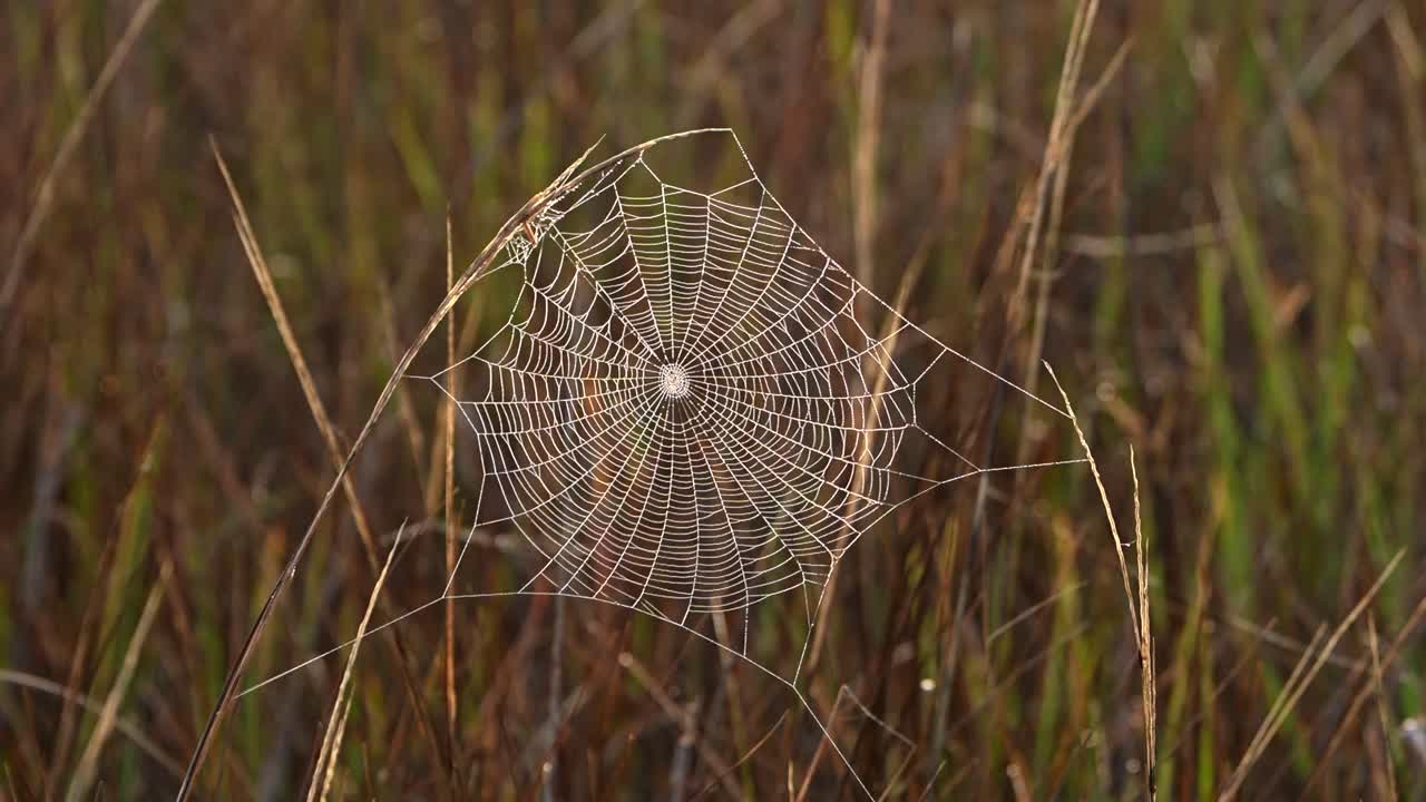 A perfect cobweb blowing in the wind in a field