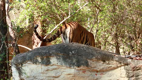 el tigre explora el entorno natural del zoológico