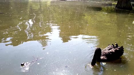 un cisne negro nadando y buscando comida en el agua verde de un estanque se acerca a un hombre que lo está alimentando