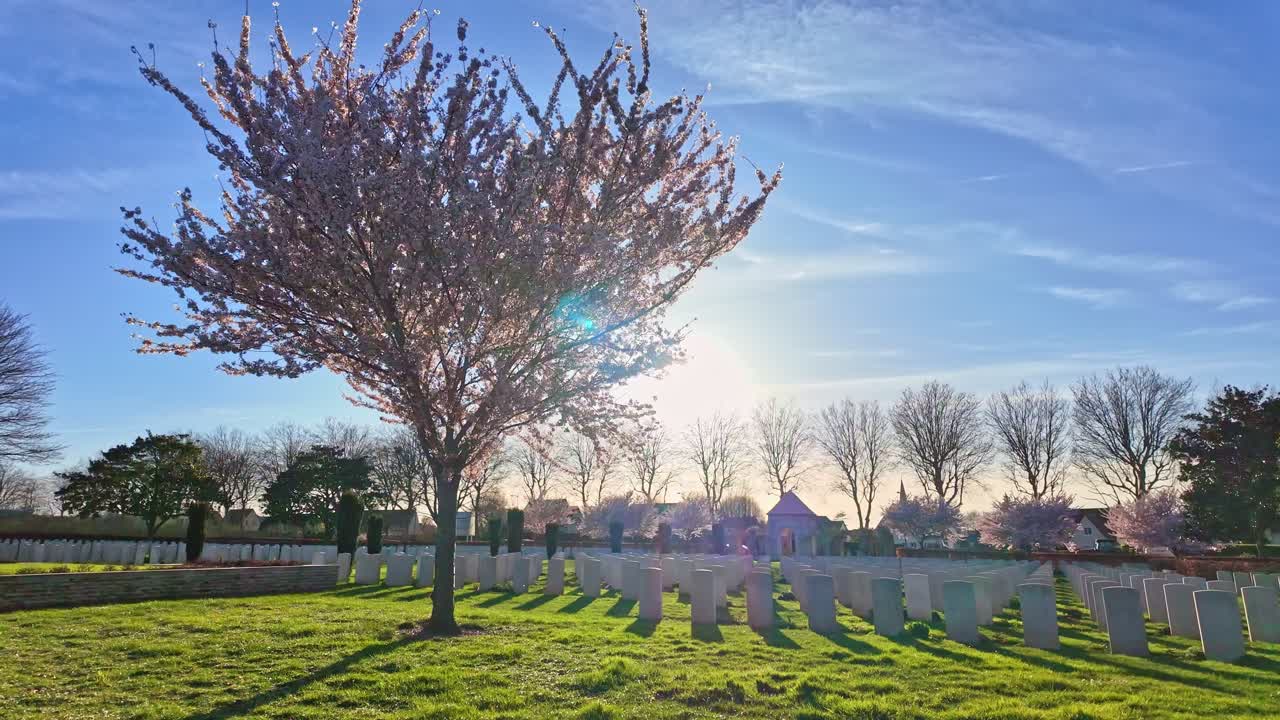 Beautiful cherry blossom tree beside military graveyard on a sunny spring afternoon, Courseulles-sur-mer, Normandy, France.