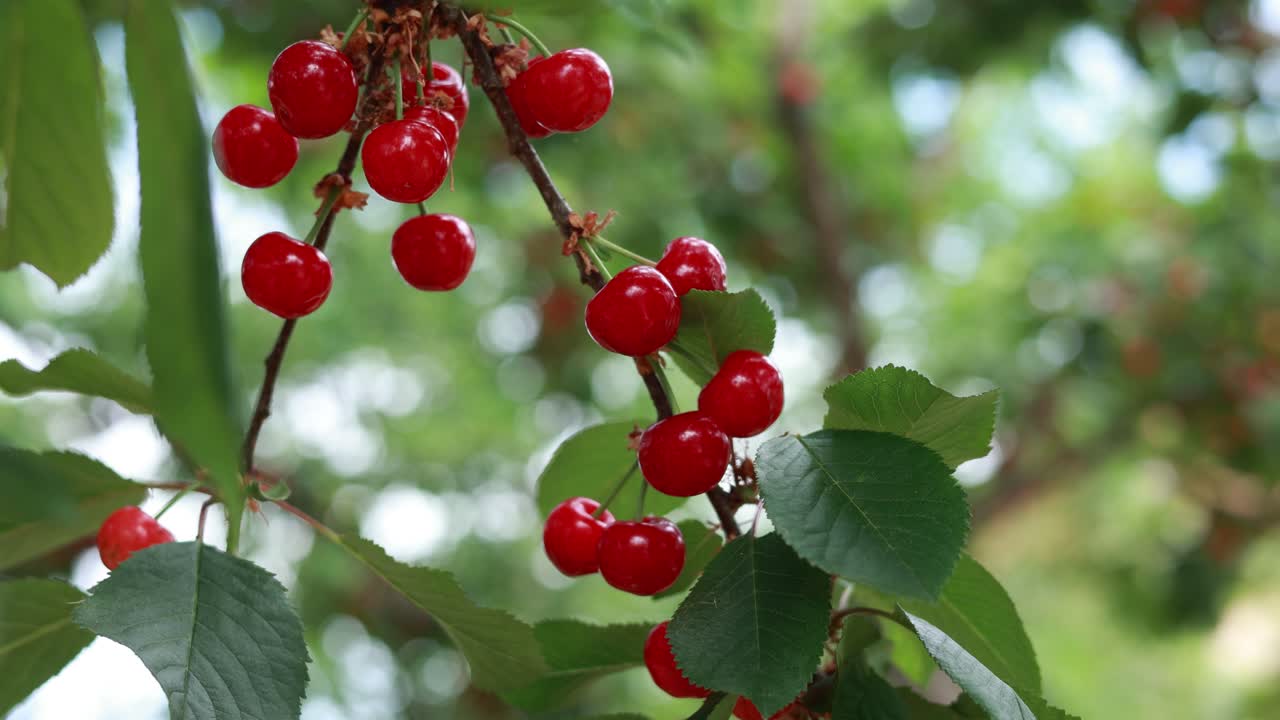 나무 가지 에 있는 체리