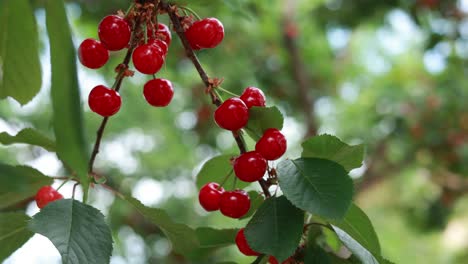 cerezas en una rama de árbol