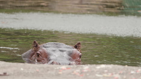 Kopf-Eines-Nilpferds-Im-Wasser,-Das-Sich-Umschaut