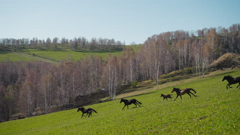 purebred horses with colts run along field near birch forest