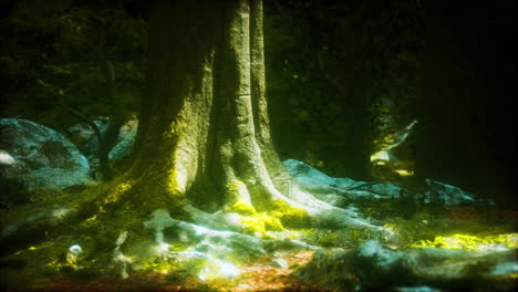 rain forest in central america