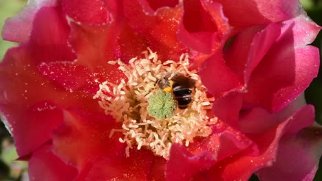 Dos-Abejas-Polinizando-En-Una-Flor-De-Cactus