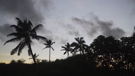 silueta perfecta de palmeras durante la puesta de sol en una isla tropical, tiro estático
