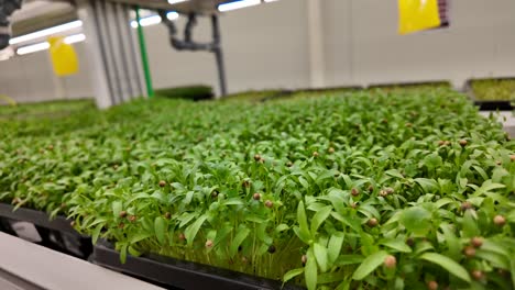 nature flourishing inside an indoor farming system