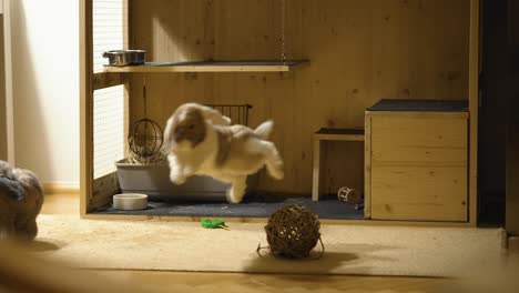 happy bunny, jumping and kicking around during late evening time in uhd, slow motion