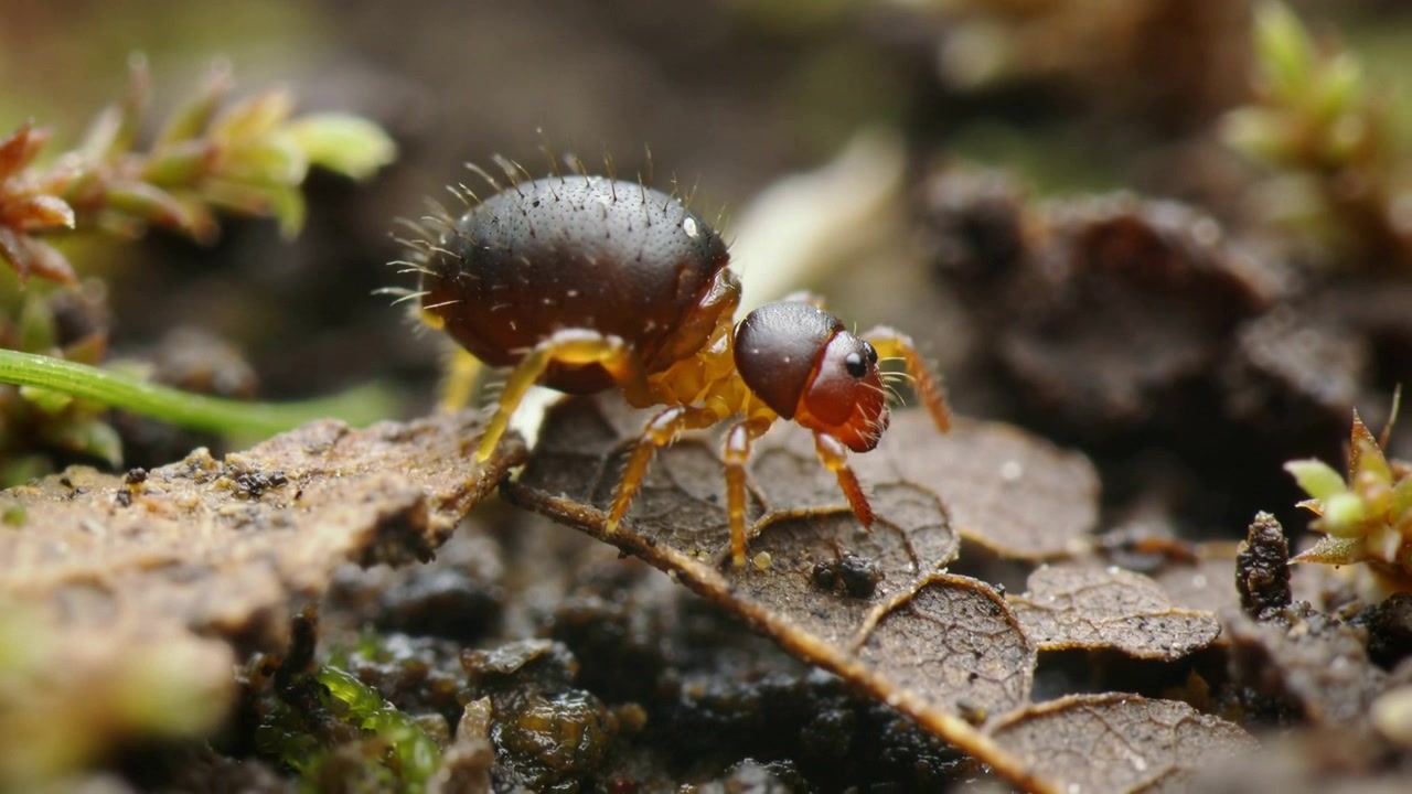 Crawling tiny round arthropod probing damp leaf litter at forest floor, foraging, camera focusing