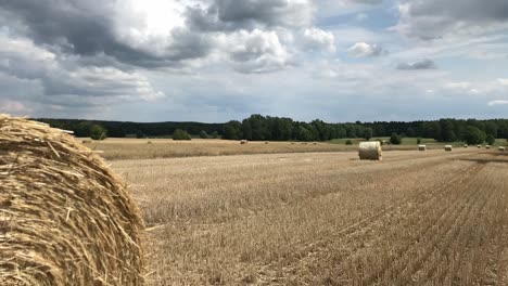 witness the beauty of freshly rolled straw bales in the field