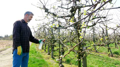 man spraying water on a tree in vineyard 4k