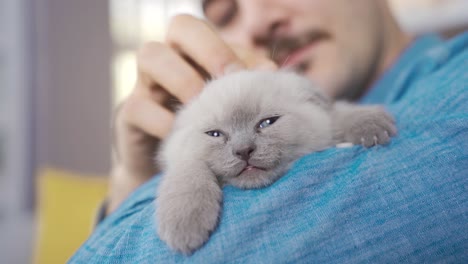 Süße-Kätzchen.-Kätzchen-Schottische-Faltkatze.