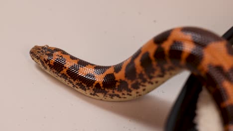 A Kenyan Sand Boa moves gracefully across a smooth surface, showcasing its distinctive patterned scales under soft lighting