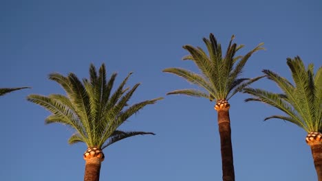 Beautiful tall palm trees against blue sky in slow motion