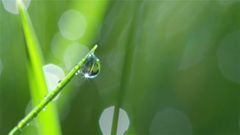 Wassertropfen-Im-Sonnenlicht-Makroaufnahme