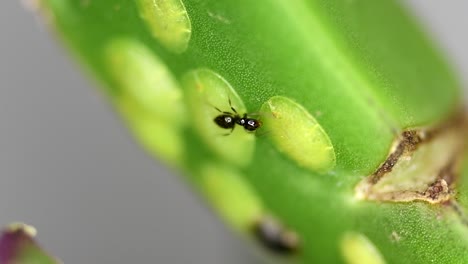 tiny ants of the brachymyrmex genus feed from liquid secreted by cochineals on a succulent plant