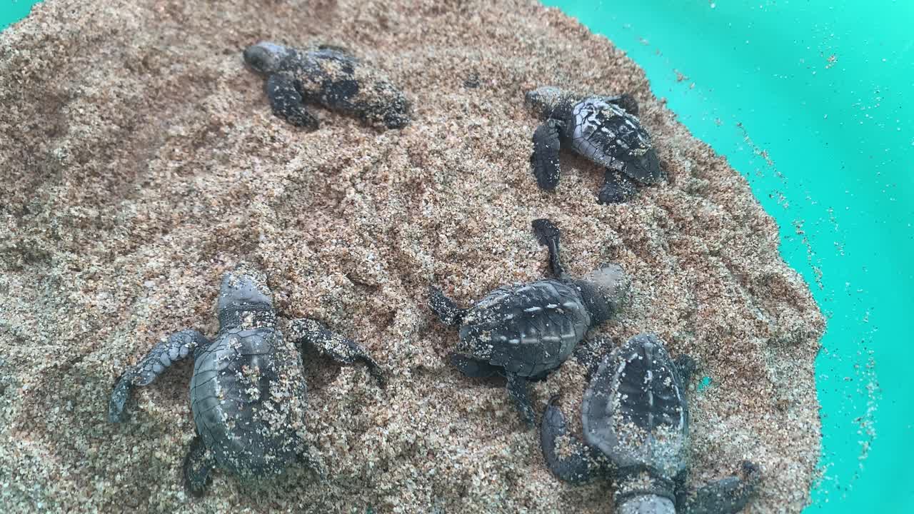 Baby Leatherback turtles release in Todos Santos, Mexico with Tortugueros Las Playitas