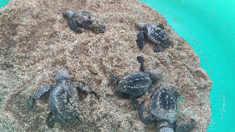 Baby-Leatherback-turtles-release-in-Todos-Santos,-Mexico-with-Tortugueros-Las-Playitas