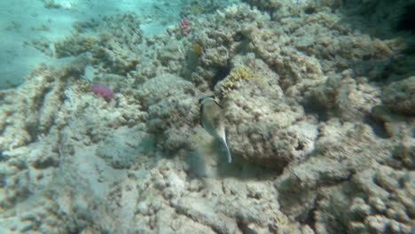 Lonely-fish-swimming-over-big-coral-reef