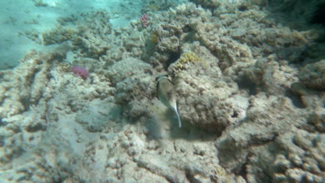 lonely fish swimming over big coral reef