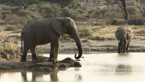 Toros-Elefantes-Africanos-Bebiendo-Del-Lago