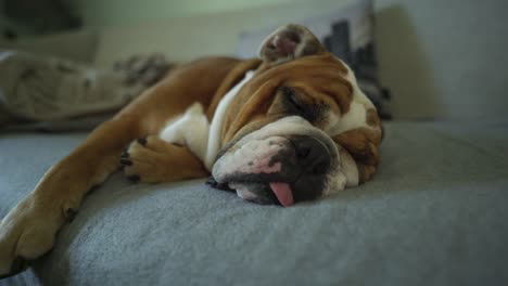 closeup of english bulldog sleeping on a couch