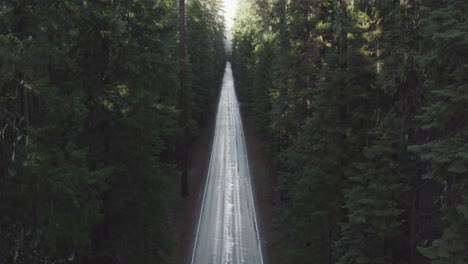 long straight forested road surrounded by trees