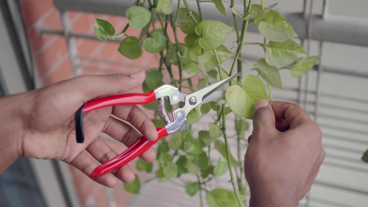 Person Pruning a Potted Houseplant with Garden Shears