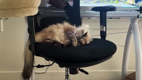 medium shot of a beautiful grey long hair adult female ragdoll cat covering it's eyes and sleeping on a black office chair in an apartment on a warm summer day