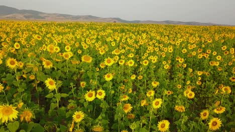 Fly-over-sun-flower-garden-with-yellow-green-color-and-mountain-landscape-in-background-in-a-sun-set-golden-time-in-semi-desert-nature-climate-near-nomads-and-vegetable-oil-canola-factory-industry