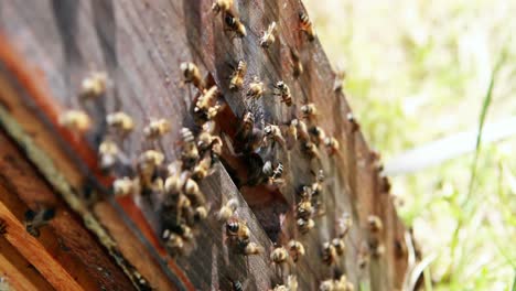 close-up of honey bee frame covered with bees