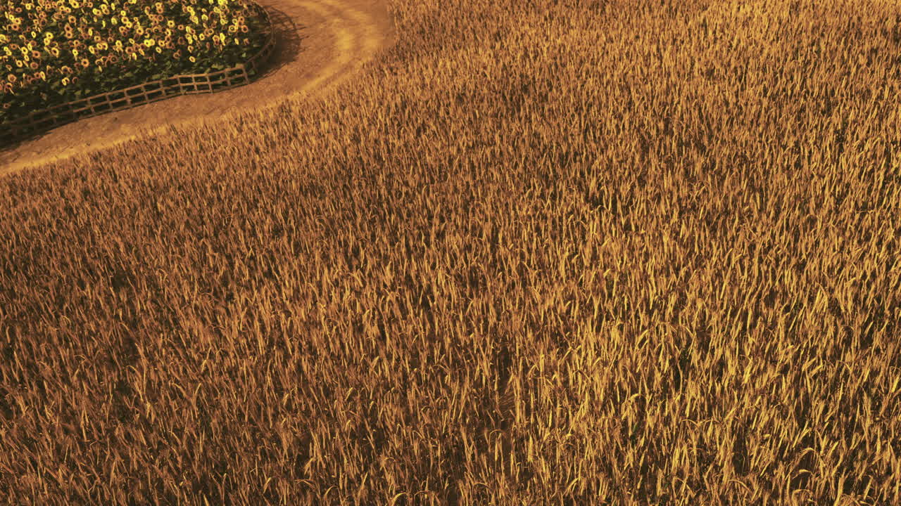 Golden fields of wheat under a warm sunset near a forest edge