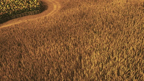 golden fields of wheat under a warm sunset near a forest edge