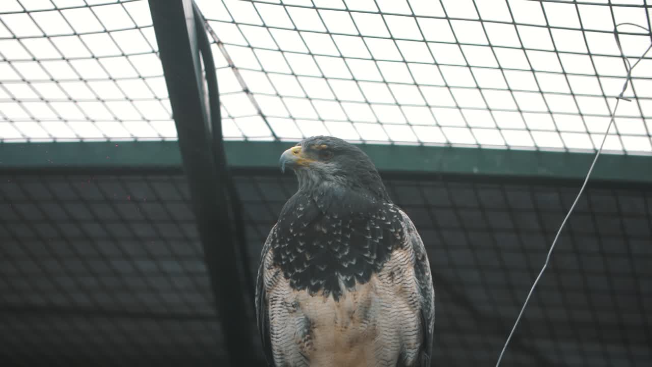 Close up zoom of a grey hawk inside of a cage in Cuenca, Ecuador, Soouth America