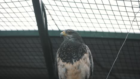 close up zoom of a grey hawk inside of a cage in cuenca, ecuador, soouth america