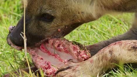 slow motion shot of close up detailed shot of hyena feeding on bones of remains, messy bloody mouth of predator scavenging for food in maasai mara national reserve, kenya, africa safari animals