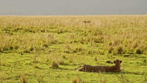 cheetah perezoso acostado en el suelo al atardecer con las presas de los jabalíes que huyen detrás en la reserva nacional de masai mara en masai mara, kenia, áfrica, descansando mientras cazan en la caza