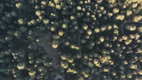 aerial photography of a forest during a sunset, vertical view