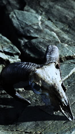 ram skull on a rocky surface