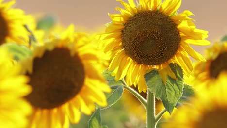 Feld-Der-Blühenden-Sonnenblumen-Im-Sommer---Nahaufnahme
